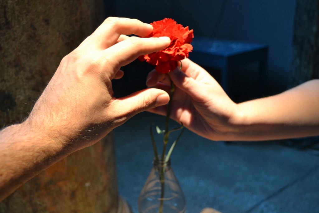Foto colorida de duas mãos tocam um cravo vermelho . Enquanto uma segura o cabo a outra toca as pétalas.